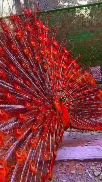 Peacock Red