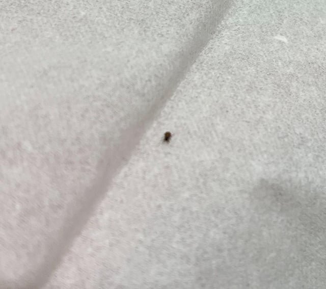 Tiny Black Bugs That Look Like Poppy Seeds