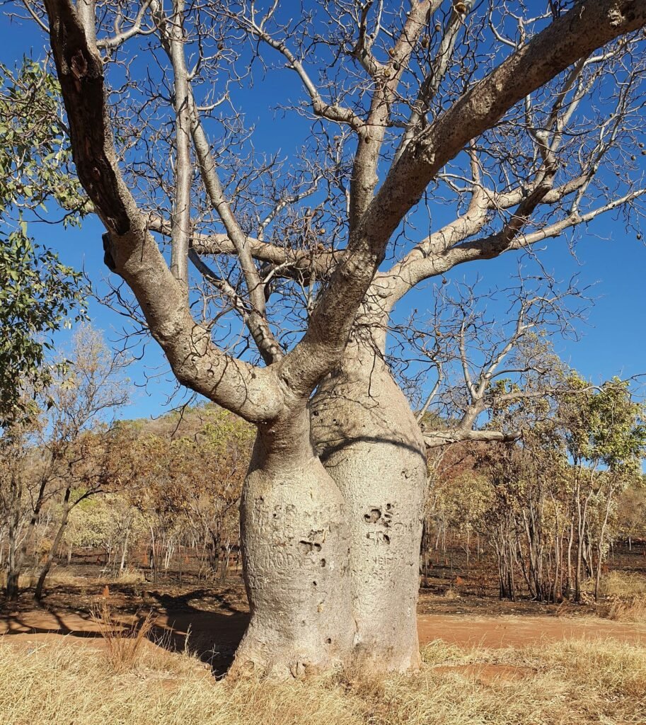 Upside down Tree